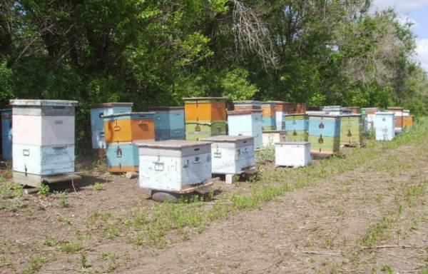 Как избежать трудностей во время перевозки пчел