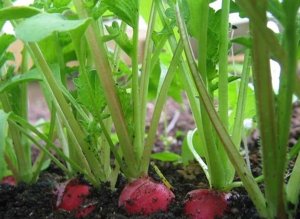 Редиска в теплице из поликарбоната: когда сеять и как выращивать лучшие сорта зимой