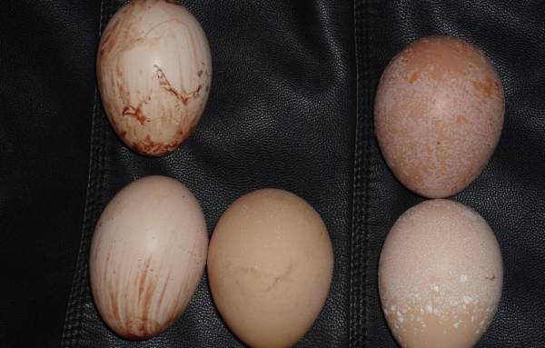 Почему в куриных яйцах бывает кровь