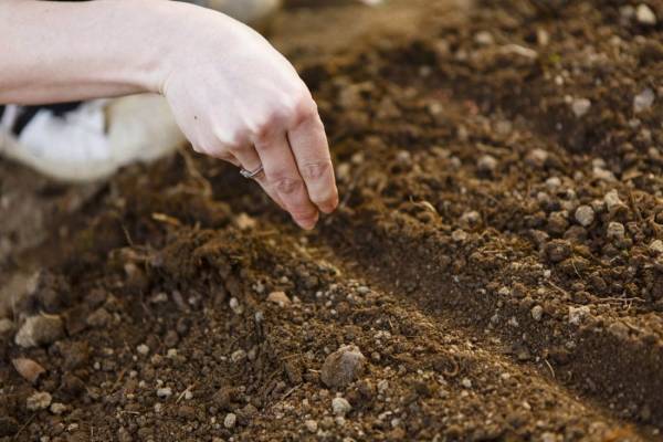 Правила посадки и ухода за душицей обыкновенной: выращивание рассадой и семенами с посевом в открытый грунт