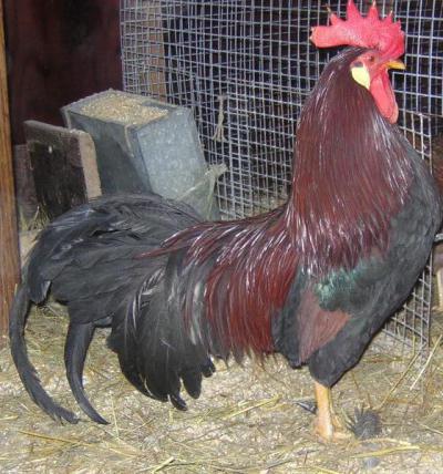 Московская черная порода кур: описание, фото, отзывы