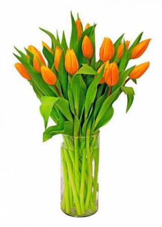 Как долго сохранить тюльпаны в вазе: способы продлить жизнь цветам в букете