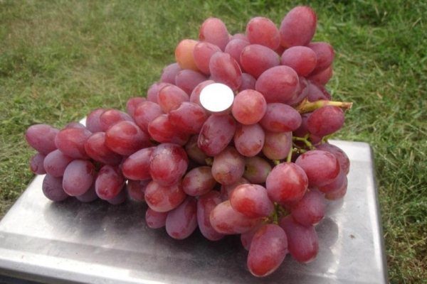 Подробное описание сорта винограда анюта
