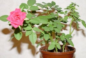 Как правильно ухаживать за чайными розами в домашних условиях
