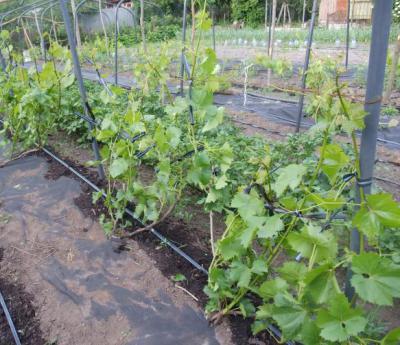 Сорт Викинг (виноград): описание, выращивание, отзывы