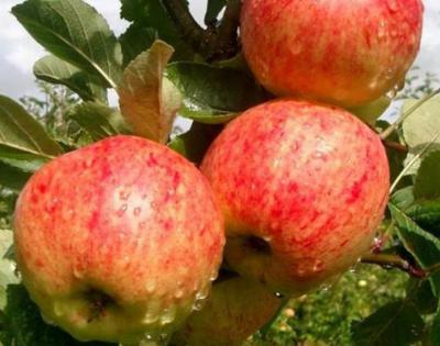 Башкирская красавица (яблоня): описание сорта и отзывы садоводов