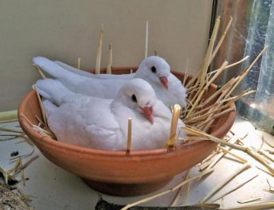 Чем кормить голубей? Домашние голуби: содержание, уход