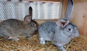 Что такое листериоз и как его лечить у кроликов