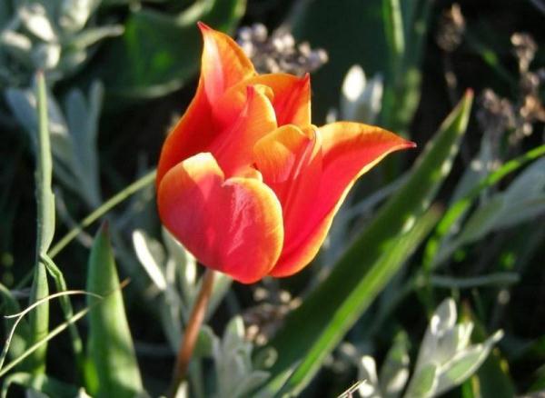 Подробное описание дикорастущего тюльпана Шренка