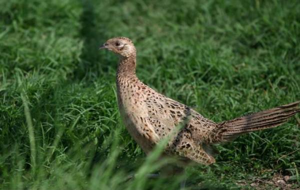 Как называется самка фазана и чем она отличается от самца