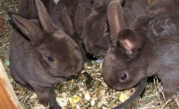Цистицеркоз у кроликов: как проявляется, чем лечить, можно ли есть мясо