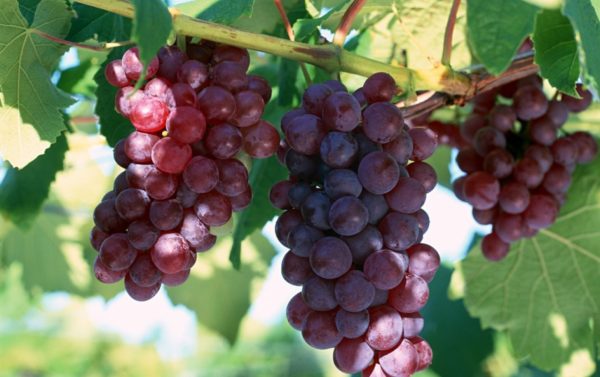 21 лучший сорт винограда в разных категориях