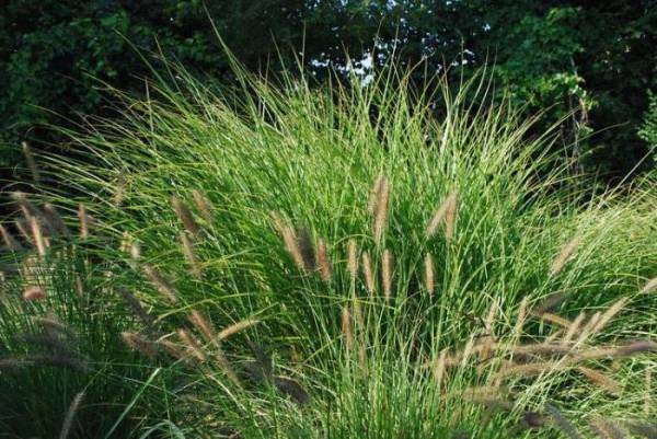 Осока – трава-сорняк или декоративное растение