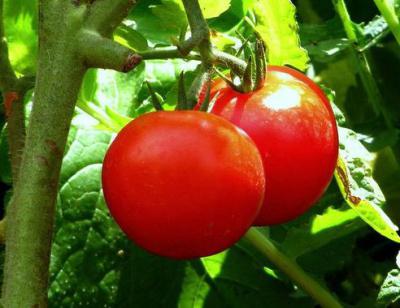 Снегирь томат - выращиваем в грунте