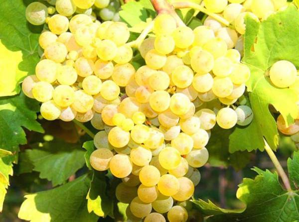 Сорт винограда - Виорика: описание, характеристика, особенности выращивания