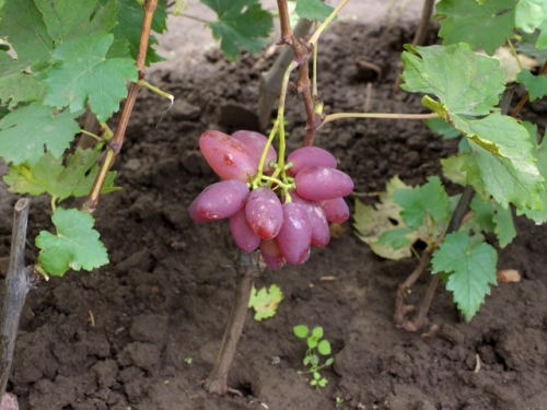 Как посадить саженцы винограда весной