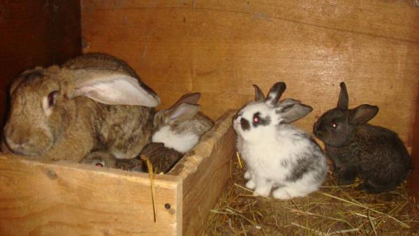 Сколько длится беременность у кроликов и как принять роды