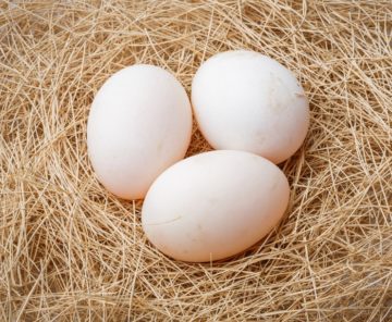Высиживание под наседкой: сколько дней сидит индюшка на яйцах