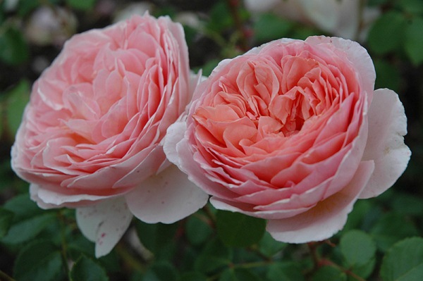 Подробное описание сорта роз Абрахам Дерби