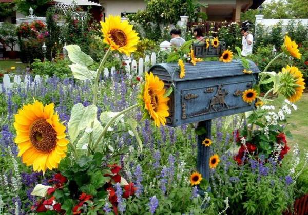 Самый солнечный цветок - декоративный подсолнечник: виды, сорта, выращивание и уход