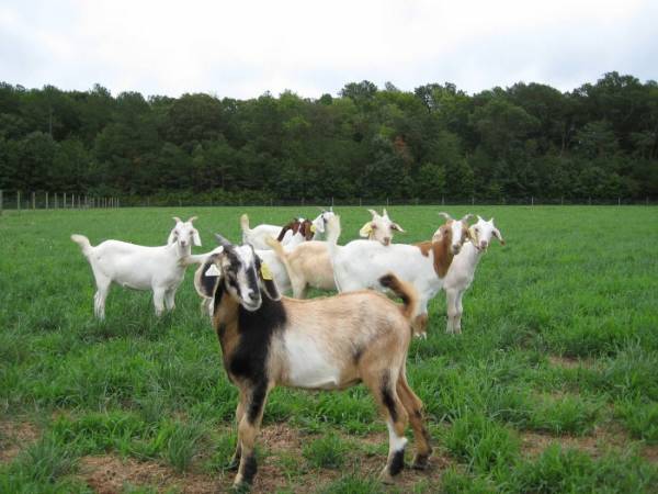 Уход, содержание и кормление коз в домашних условиях