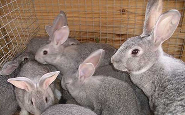 Выгодно или нет разведение кроликов как домашний бизнес