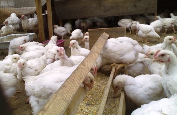Симптомы и лечение кокцидиоза у цыплят и кур