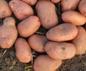 Вкусный и красивый картофель - Славянка: описание вкусного сорта украинской селекции