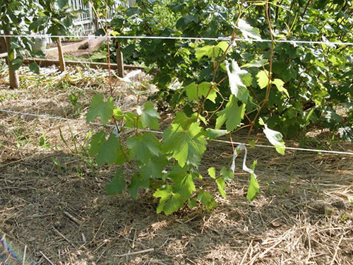Как ухаживать за виноградом с весны до осени