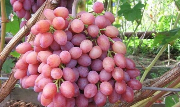 7 самых морозостойких сорта винограда