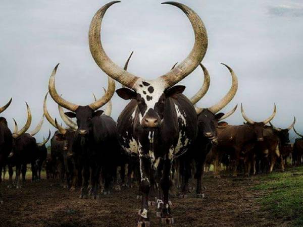 Корова породы Ватусси: особенности и характеристики