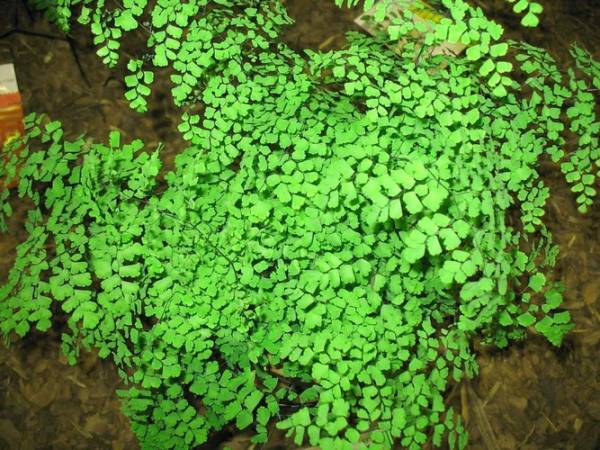 Адиантум: травянистые растения для открытого грунта