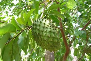 Анона (гуанабана) - уникальный фрукт против рака