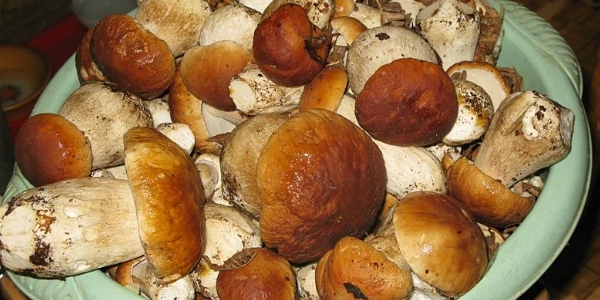 Простые рецепты приготовления белых грибов на зиму