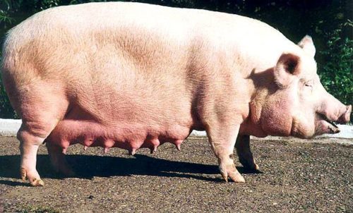 Особенности содержания и ухода за породой свиней крупная белая