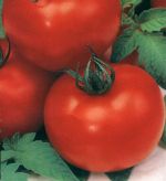 Гибриды томата для стеклянных и пленочных теплиц
