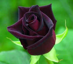 Роза Черная магия: характеристика популярного сорта