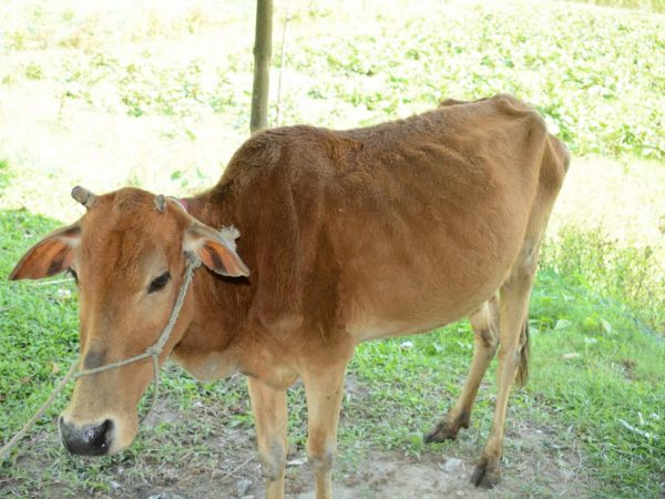 Симптомы болезней у коров и их лечение