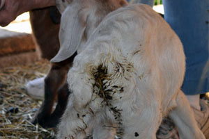 Болезни коз и их лечение