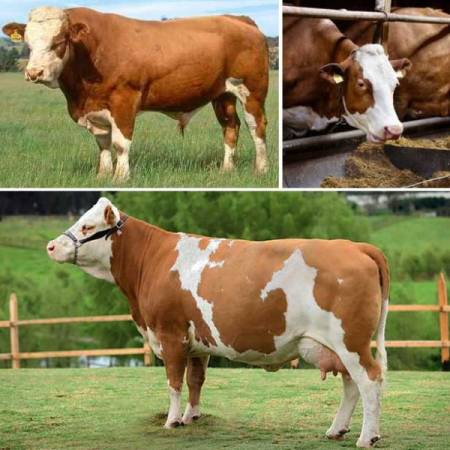 Удачный выбор для частного или фермерского хозяйства - коровы - Симментальской - породы