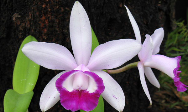 Орхидея каттлея - уход в домашних условиях