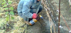 Особенности обработки винограда осенью перед укрытием на зиму