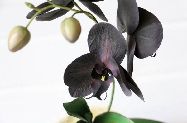 Виды черной орхидеи, особенности ухода