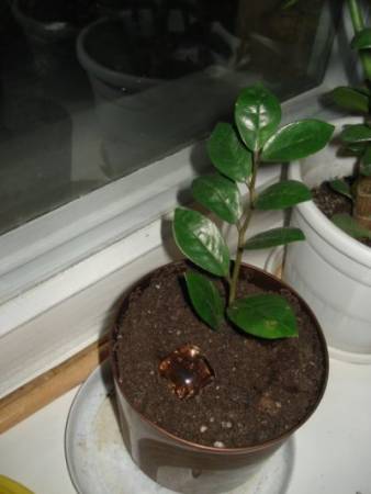 Проблемы и болезни Замиокулькаса (Долларового дерева) и способы лечения растения