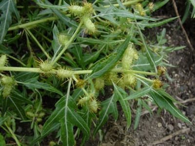 Трава дурнишник: лечебные свойства и рецепты применения