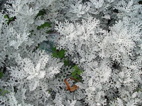 Цинерария – яркие цветы и серебристая листва