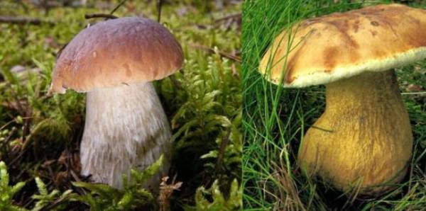 Способы определения съедобных и ядовитых грибов