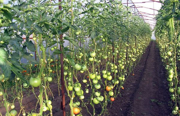 7 самых распространённых болезней томатов в теплице