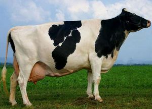 Голландская порода коров
