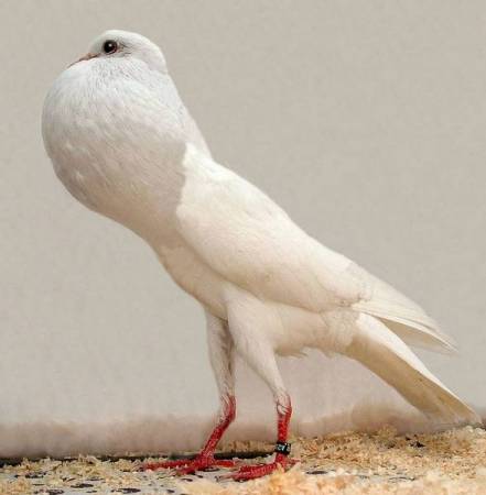 Описание и уход за голубями породы «Дутыш»